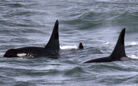 Layoffs and potential closures of key facilities raise worries about NOAA's future